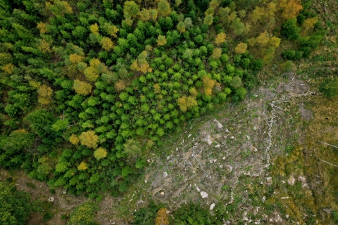 Arboair - widok lasu z powietrza