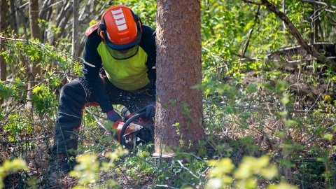 Skogskurs chainsaw training