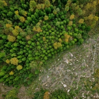 Arboair forest aerial view