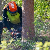 Skogskurs chainsaw training